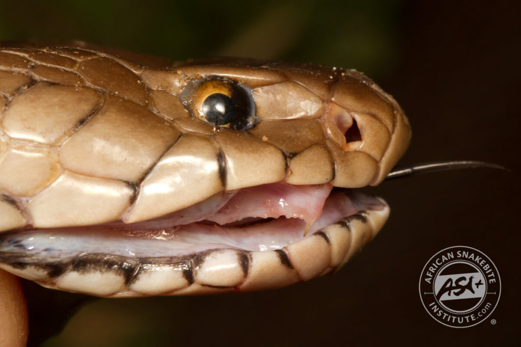 Mozambique Spitting Cobra African Snakebite Institute