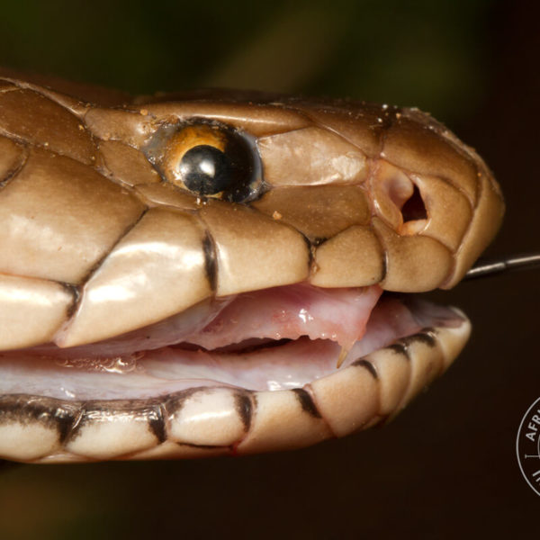 Snakebite in southern Africa - African Snakebite Institute