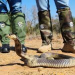 ASI Hunters Snake Gaiters LITE African Snakebite Institute