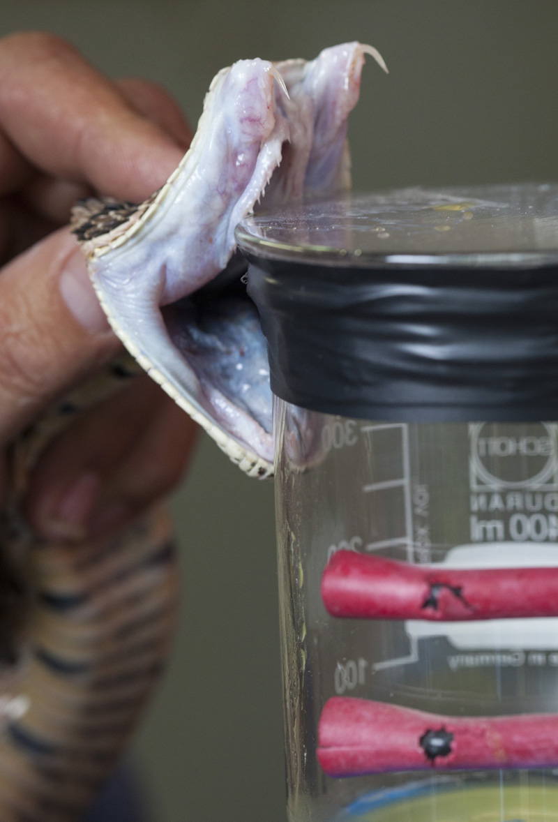 ASI Newsletter - Antivenom - African Snakebite Institute