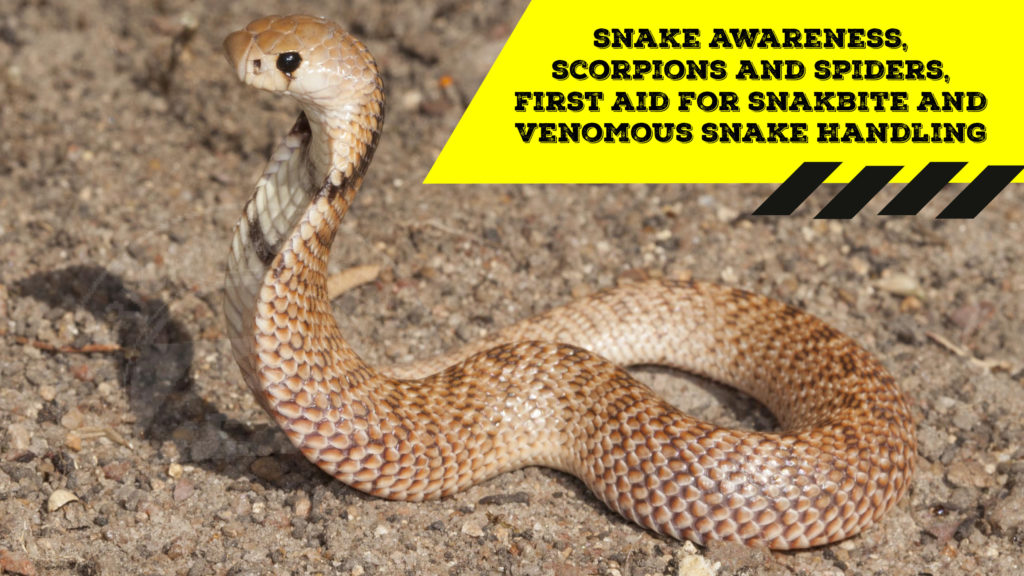 Snake Awareness & Venomous Snake Handling (Limpopo) - 2020-02-01 ...