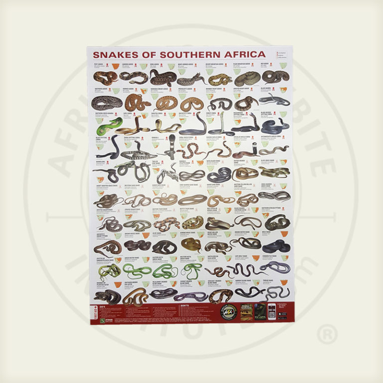 A1 Snakes of Southern Africa Poster - African Snakebite Institute