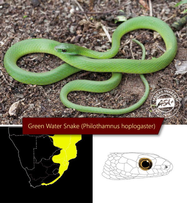 The 6 Common Green Snakes Of South Africa - African Snakebite Institute