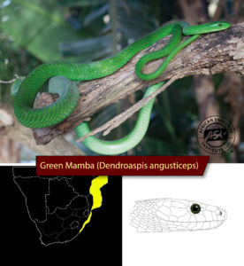 Identifying the Green Snakes of Southern Africa - African Snakebite ...