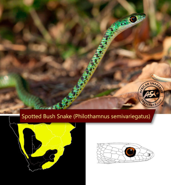 Identifying the Green Snakes of Southern Africa - African Snakebite ...