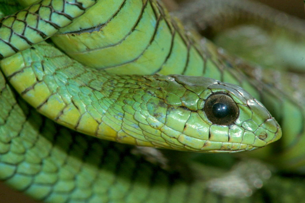 Boomslang - African Snakebite Institute