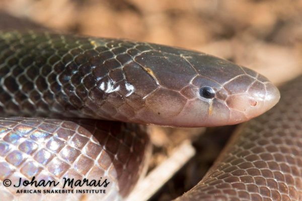 Bibron’s Stiletto Snake - African Snakebite Institute