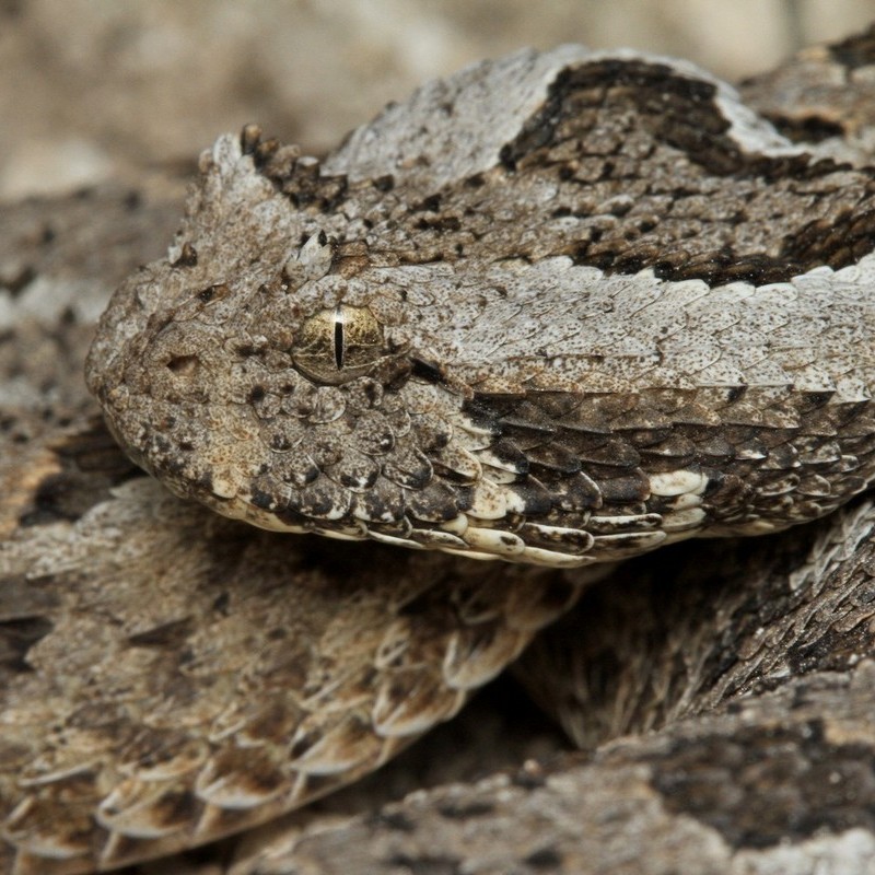 Albany Adder - African Snakebite Institute