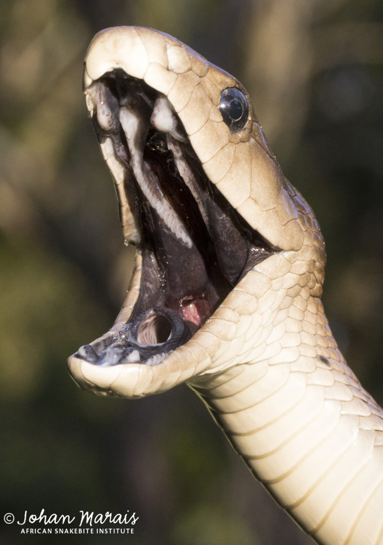 True Facts About The Black Mamba African Snakebite Institute