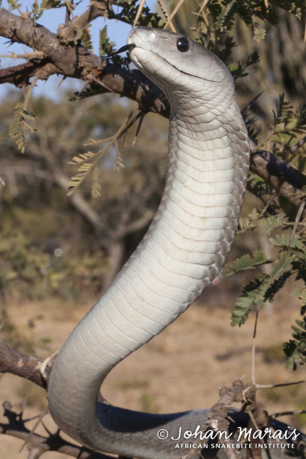 True Facts About The Black Mamba - African Snakebite Institute