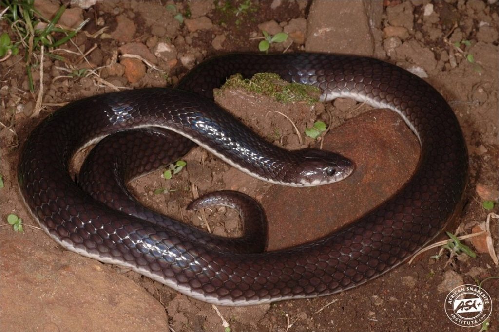 Boulenger's Garter Snake - African Snakebite Institute