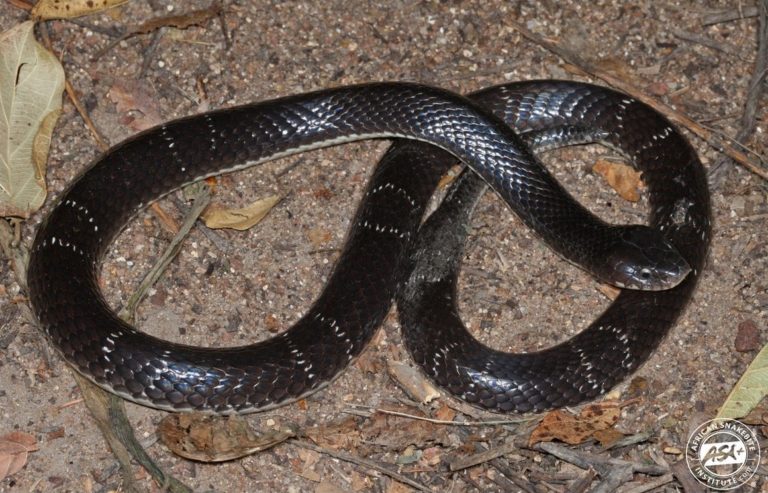 Boulenger's Garter Snake - African Snakebite Institute