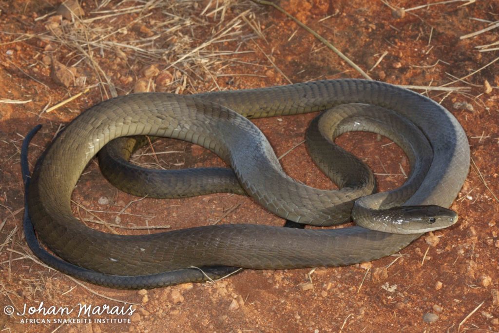 True Facts About The Black Mamba - African Snakebite Institute