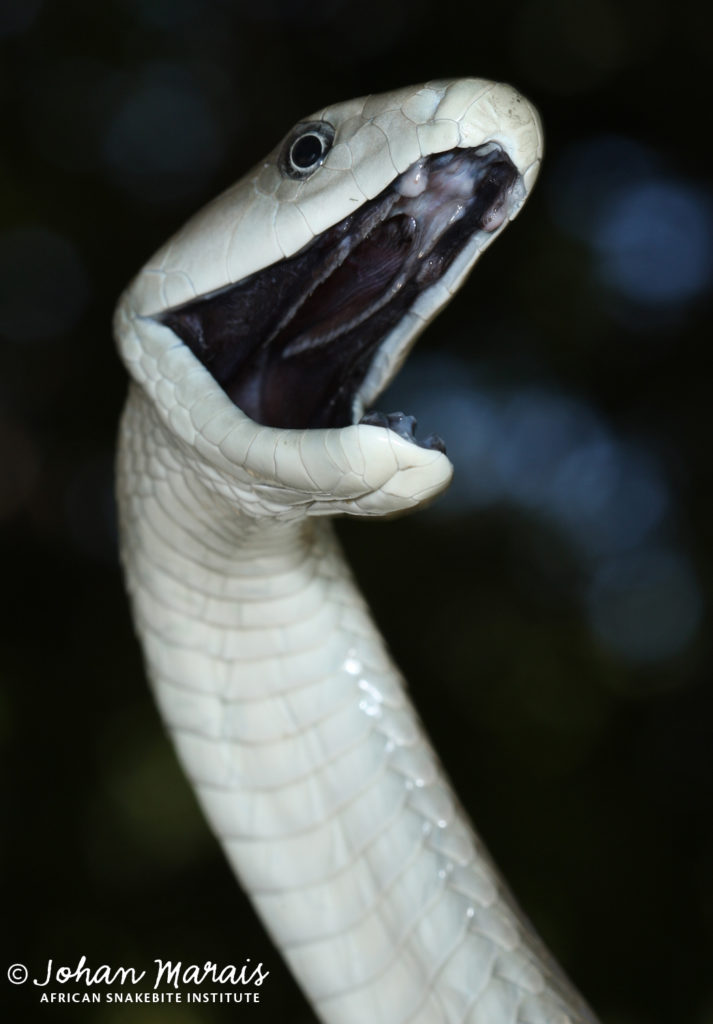 The truth about Black Mambas - African Snakebite Institute