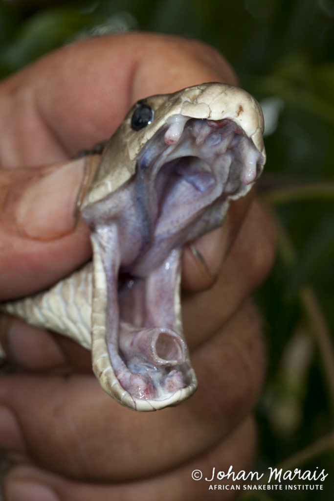 The Truth About Black Mambas - African Snakebite Institute