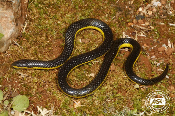 Eastern Purple-glossed Snake - African Snakebite Institute