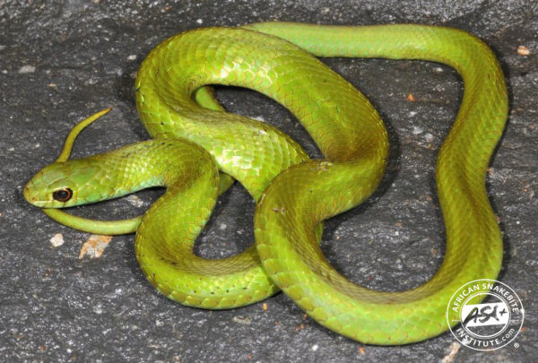 Many-spotted Reed Snake - African Snakebite Institute