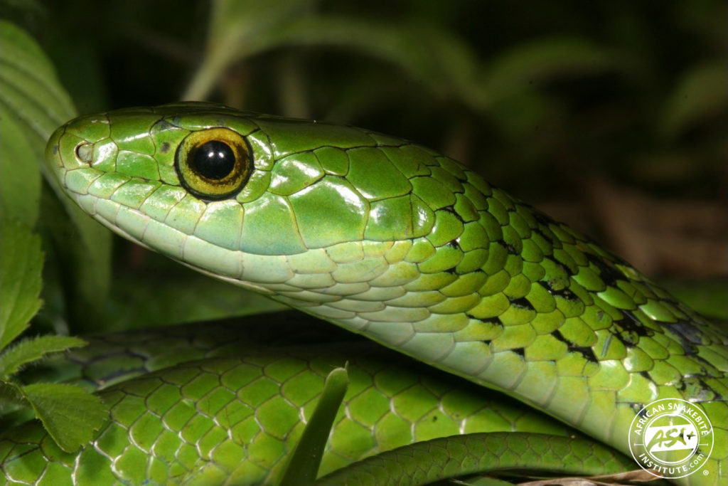 Angola Green Snake - African Snakebite Institute