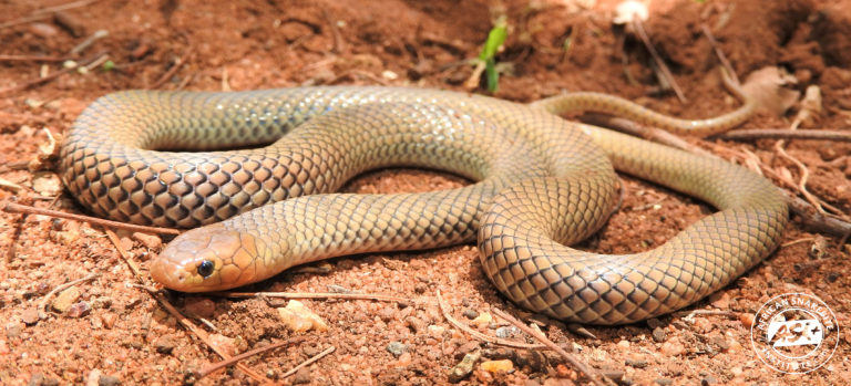 Reticulated Centipede-eater - African Snakebite Institute