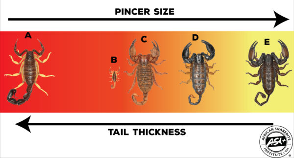 How to identify a potentially dangerous scorpion - African Snakebite ...