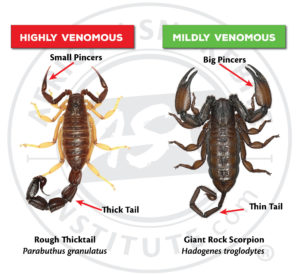 How to identify a potentially dangerous scorpion - African Snakebite ...