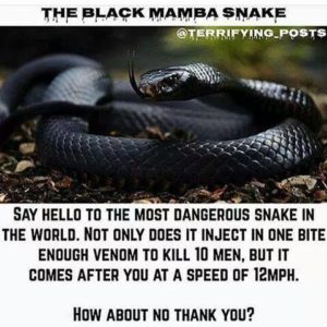 Myths, Hoaxes and Viral Posts - African Snakebite Institute