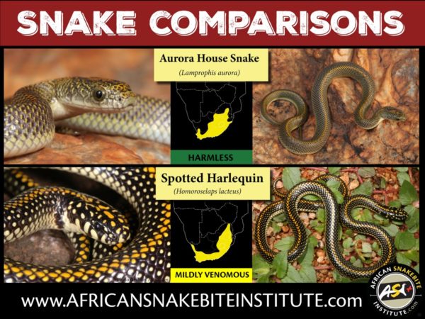 Snake Comparison - Aurora House Snake vs Spotted Harlequin Snake ...