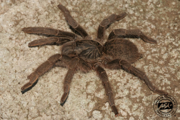 Baboon Spider - African Snakebite Institute