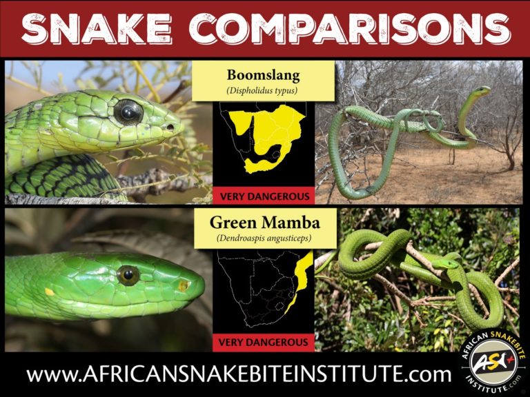 Snake Comparison - Boomslang vs Green Mamba - African Snakebite Institute