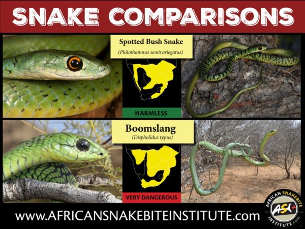 Snake Comparison - Spotted Bush Snake vs Boomslang - African Snakebite ...