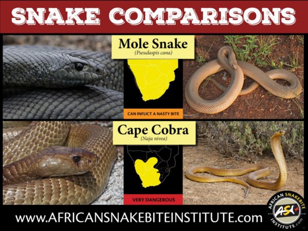 Snake Comparison - Mole Snake vs Cape Cobra - African Snakebite Institute