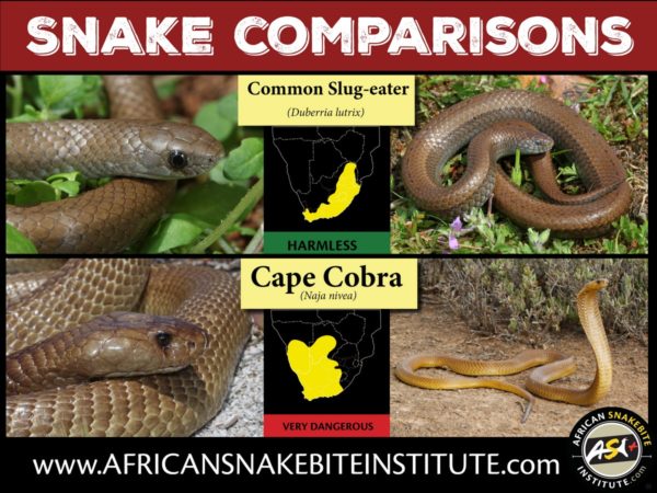 Snake Comparison - Slug-eater vs Cape Cobra - African Snakebite Institute