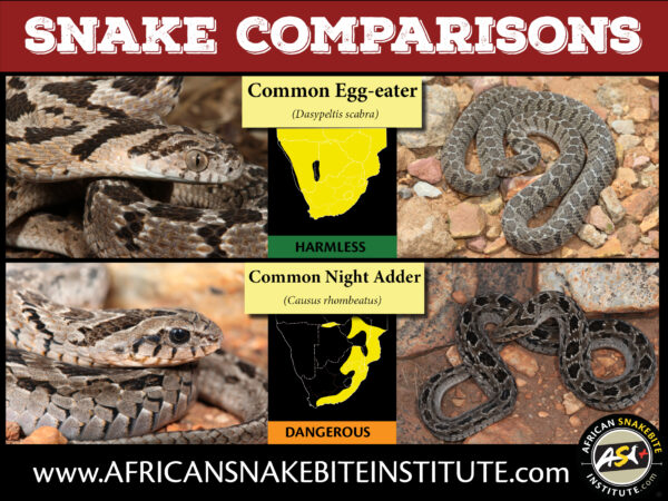 Snake Comparison - Common Egg-eater vs Common Night Adder - African ...