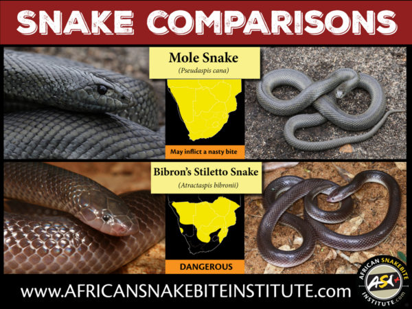 Snake Comparison - Mole Snake vs Bibron's Stiletto Snake - African ...