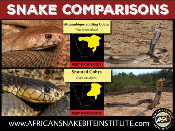 Snake Comparison - Mozambique Spitting Cobra vs Snouted Cobra - African ...