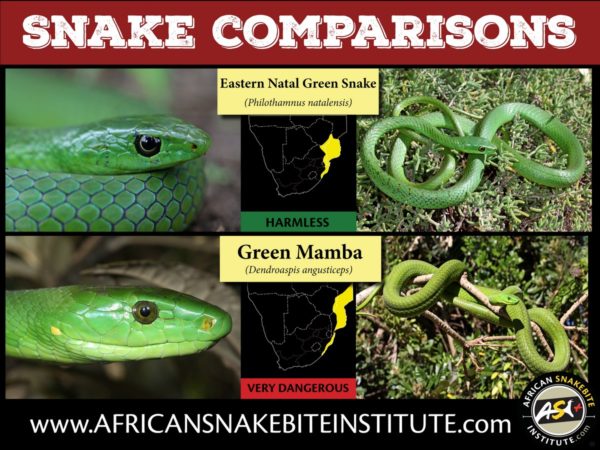 Snake Comparison - Eastern Natal Green Snake vs Green Mamba - African ...