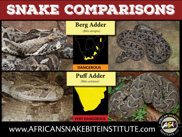 Snake Comparison - Berg Adder vs Puff Adder - African Snakebite Institute