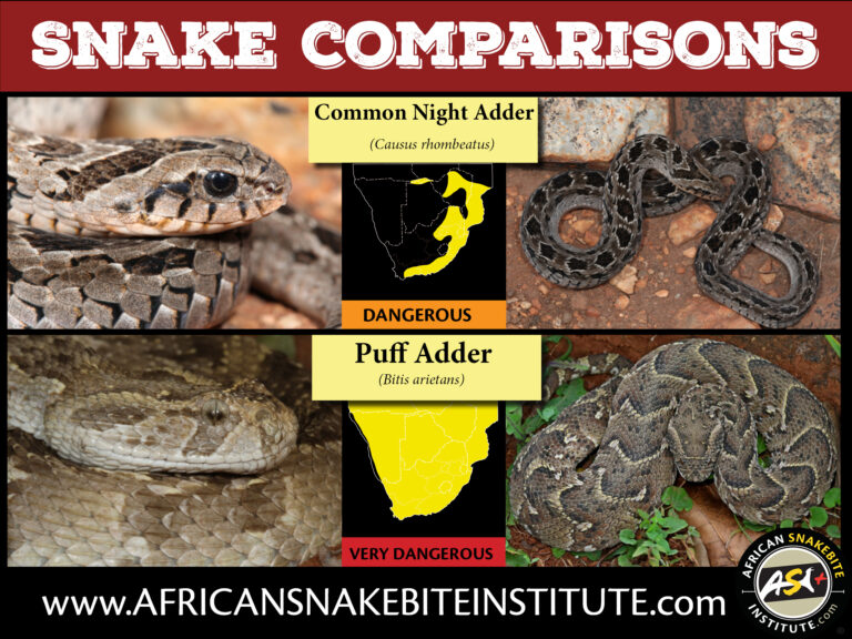 Snake Comparison - Common Night Adder vs Puff Adder - African Snakebite ...