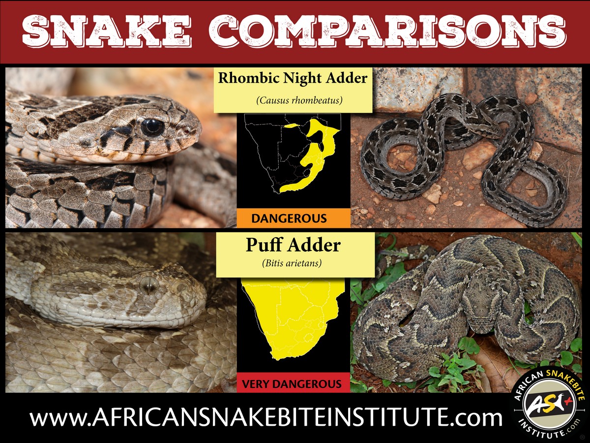 Snake Comparison - Rhombic Night Adder vs Puff Adder - African ...