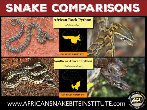 Snake Comparison - African Rock Python vs Southern African Python ...