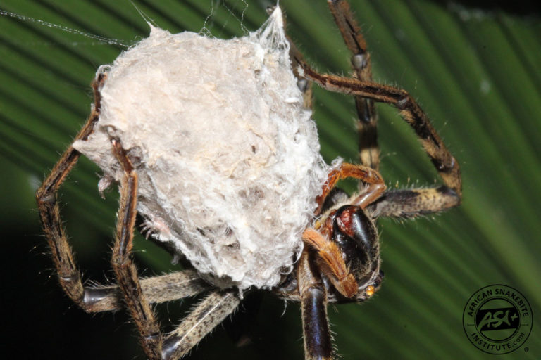 Rain Spider - African Snakebite Institute