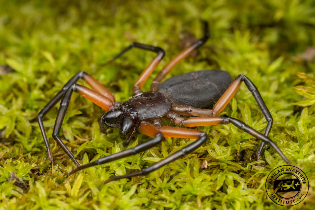 Scorpion Spider - African Snakebite Institute