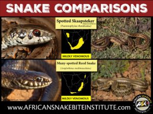 Snake Comparison - Spotted Skaapsteker vs Many-spotted Reed Snake ...