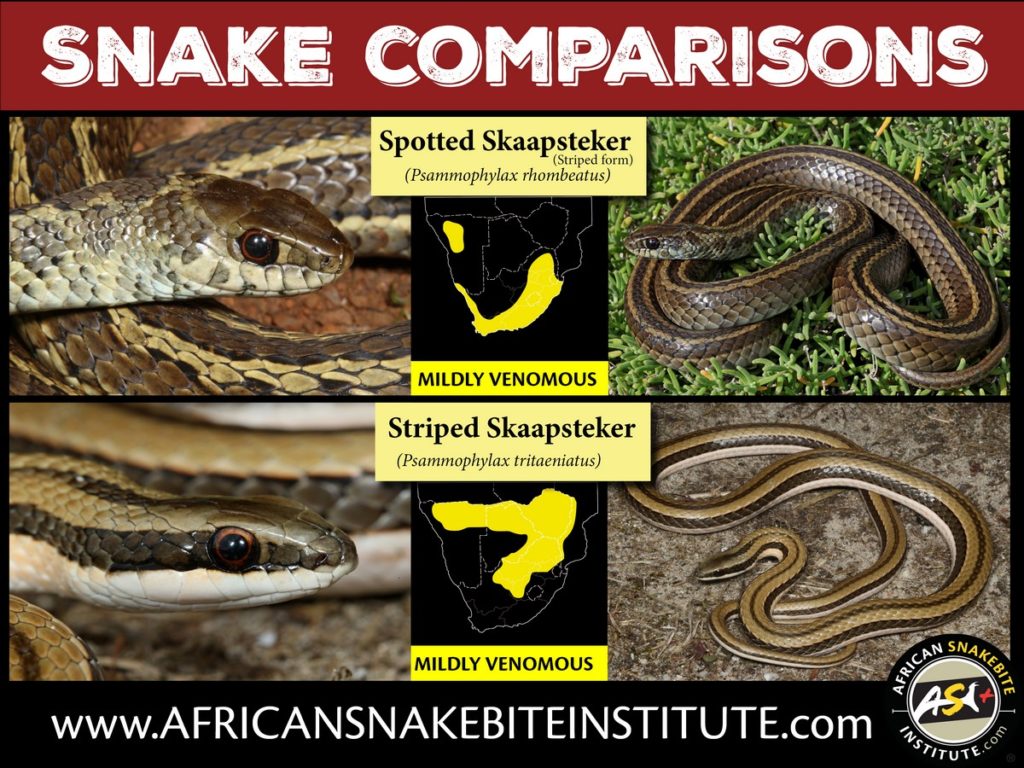 Snake Comparison - Spotted Skaapsteker (Striped form) vs Striped ...