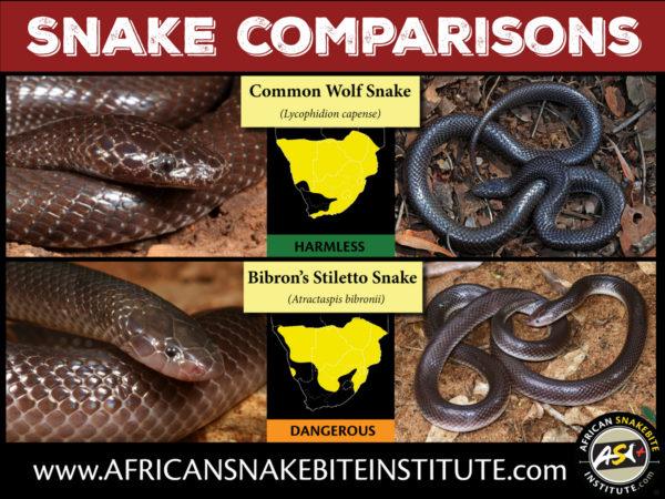 Snake Comparison - Common Wolf Snake vs Bibron's Stiletto Snake ...