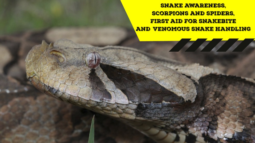 Snake Awareness & Venomous Snake Handling (Gauteng) - 2019-12-07 ...