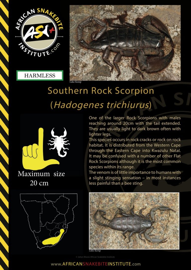 Scorpions of KwaZulu-Natal - African Snakebite Institute