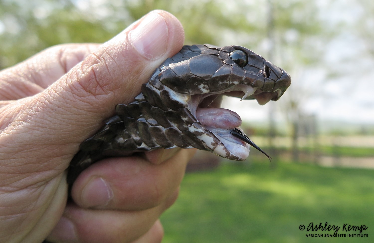 More Info On The Rinkhals African Snakebite Institute