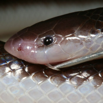 Bibron’s Stiletto Snake - African Snakebite Institute