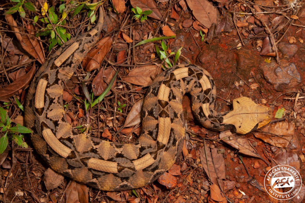 Western Gaboon Adder - African Snakebite Institute